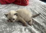 Marshmallow - Siamese Cat For Sale - Carmel&comma; NJ&comma; US