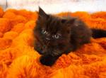 Cocoa Pebbles - Munchkin Kitten For Sale - Glendale, AZ, US