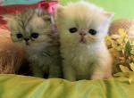 6 Gorgeous Chinchilla Persian kittens - Persian Cat For Sale - San Jose&comma; CA&comma; US