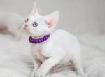 Lotus - Devon Rex Cat For Sale - Norwalk&comma; CT&comma; US