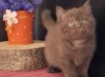 Prado - British Shorthair Cat For Sale - Norwalk&comma; CT&comma; US