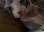 Paris - Sphynx Cat For Sale - Astoria&comma; NY&comma; US