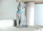 Umka - Russian Blue Cat For Sale - Hollywood&comma; FL&comma; US