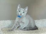 Umnik - Russian Blue Cat For Sale - Hollywood&comma; FL&comma; US