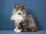 Pepper - Selkirk Rex Cat For Sale - Pembroke Pines&comma; FL&comma; US
