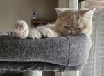 Jimmy Choo - Persian Cat For Sale - Warminster&comma; PA&comma; US