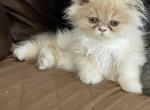 BI Color Dollface Persian Kitten - Persian Cat For Sale - Conyers&comma; GA&comma; US