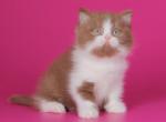 Gavran - British Shorthair Cat For Sale - Pembroke Pines&comma; FL&comma; US