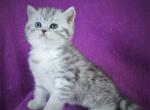 Candy - Scottish Straight Cat For Sale - Pembroke Pines&comma; FL&comma; US
