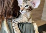 Gabrielle - Oriental Cat For Sale - Pembroke Pines&comma; FL&comma; US