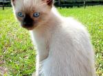 Song - Siamese Cat For Sale - Columbus&comma; GA&comma; US