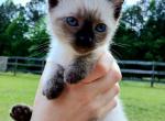 Brandy - Siamese Cat For Sale - Columbus&comma; GA&comma; US