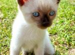 Finn - Siamese Cat For Sale - Columbus&comma; GA&comma; US
