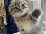 Fredy - Scottish Fold Cat For Sale - Eden Prairie&comma; MN&comma; US