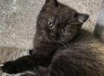 Jonika - Scottish Straight Cat For Sale - Eden Prairie&comma; MN&comma; US