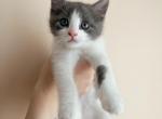 Bluey - American Shorthair Cat For Sale - West Springfield&comma; MA&comma; US