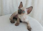 Fibie - Devon Rex Cat For Sale - Norwalk&comma; CT&comma; US