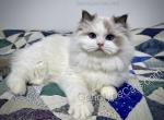 Armando - Ragdoll Cat For Sale - Tuscaloosa&comma; AL&comma; US