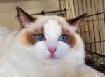 Venus - Ragdoll Cat For Sale - Brooklyn&comma; NY&comma; US