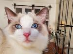 Eris - Ragdoll Cat For Sale - Brooklyn&comma; NY&comma; US