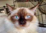 Lucy - Ragdoll Cat For Sale - Brooklyn&comma; NY&comma; US