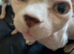 Cola - Sphynx Cat For Sale - Astoria, NY, US