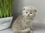 Hugo Boss - Scottish Fold Cat For Sale - Hollywood&comma; FL&comma; US