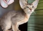 Harley - Abyssinian Cat For Sale - Norwalk&comma; CT&comma; US