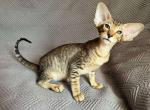 Goldie - Oriental Cat For Sale - Pembroke Pines&comma; FL&comma; US