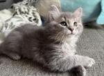 Silver - Siberian Cat For Sale - Lynnfield&comma; MA&comma; US