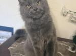 Rory - Maine Coon Cat For Sale - Wrightstown&comma; NJ&comma; US