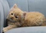 Sands of RomanovCats - Siberian Cat For Sale - Ashburn&comma; VA&comma; US