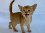 Violet - Abyssinian Cat For Sale - Brooklyn&comma; NY&comma; US