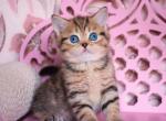 Zeus Blue eyed - Scottish Straight Cat For Sale - Brooklyn&comma; NY&comma; US