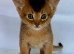 Zevs - Abyssinian Cat For Sale - Brooklyn&comma; NY&comma; US