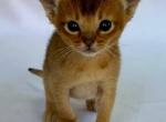 Alisa - Abyssinian Cat For Sale - Brooklyn&comma; NY&comma; US