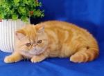 Emilia - Persian Cat For Sale - Brooklyn&comma; NY&comma; US