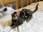 Jay - Bengal Cat For Sale - Brooklyn&comma; NY&comma; US