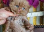 Danis - British Shorthair Cat For Sale - Brooklyn&comma; NY&comma; US