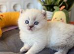 Mozart - Scottish Straight Cat For Sale - Brooklyn&comma; NY&comma; US