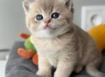 Marsel - British Shorthair Cat For Sale - Brooklyn&comma; NY&comma; US