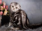 Emma - Scottish Fold Cat For Sale - Brooklyn&comma; NY&comma; US