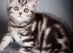 Eiva - Scottish Straight Cat For Sale - Brooklyn&comma; NY&comma; US