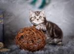 Edgar - Scottish Straight Cat For Sale - Brooklyn&comma; NY&comma; US