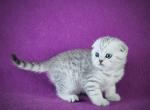 Casper - Scottish Fold Cat For Sale - Brooklyn&comma; NY&comma; US