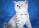 Casya - Scottish Straight Cat For Sale - Brooklyn&comma; NY&comma; US