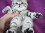Cherry - Scottish Straight Cat For Sale - Brooklyn&comma; NY&comma; US