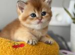 Michelle - British Shorthair Cat For Sale - Brooklyn&comma; NY&comma; US