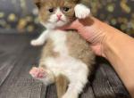 Afrodita - British Shorthair Cat For Sale - Brooklyn&comma; NY&comma; US