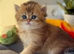 Merry - British Shorthair Cat For Sale - Brooklyn&comma; NY&comma; US